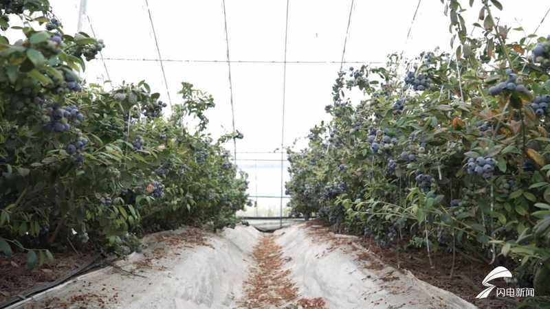 技术破局:果庄镇如何用智慧农业重新定义蓝莓产业链 新闻 技术破局:果庄镇如何用智慧农业重新定义蓝莓产业链 新闻 技术破局:果庄镇如何用智慧农业重新定义蓝莓产业链 新闻