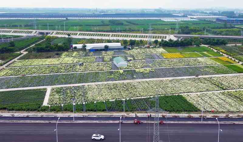 一朵花改变一个村庄:三位返乡青年的“花样共富路” 文化旅游
