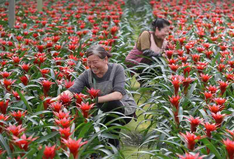 一朵花改变一个村庄:三位返乡青年的“花样共富路” 文化旅游