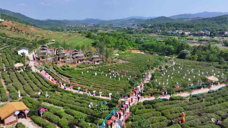一朵花改变一个村庄:三位返乡青年的“花样共富路” 文化旅游