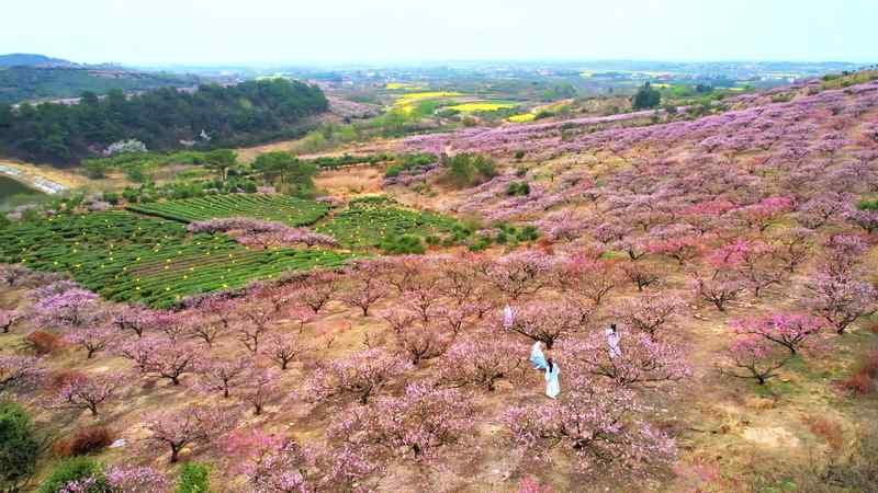 一朵花改变一个村庄:三位返乡青年的“花样共富路” 文化旅游