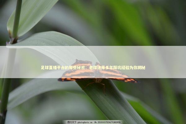 足球直播平台的那些秘密：老球迷用多年踩坑经验为你揭秘 体育新闻